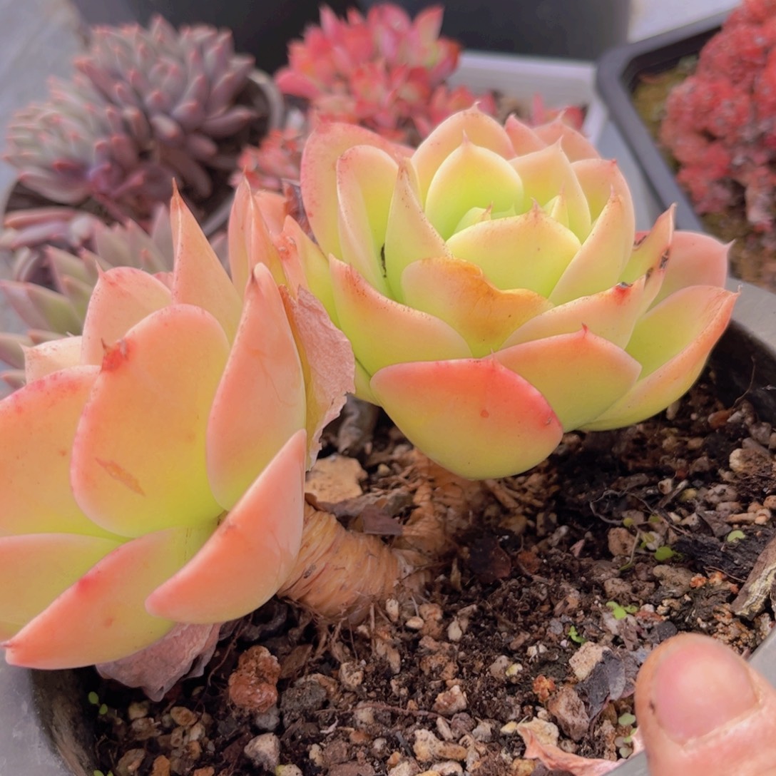 星纳塔3093多人之前