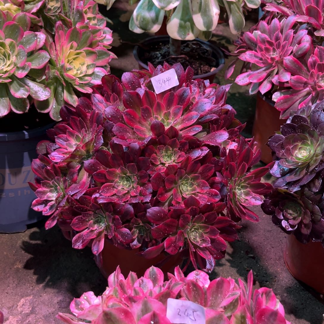 多肉植物安娜344