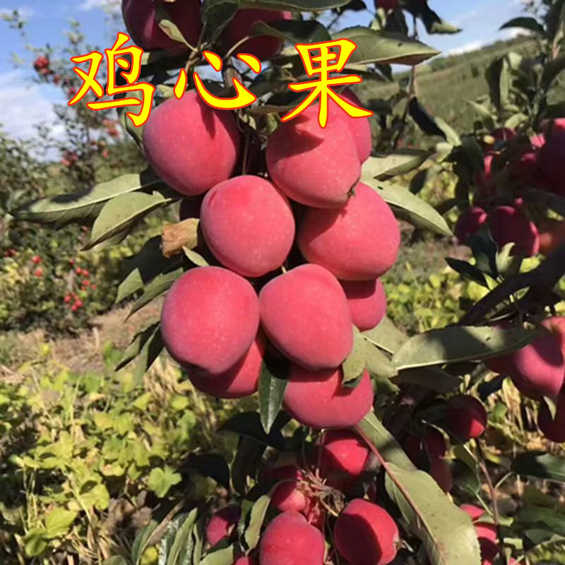鸡心果树苗烟富众成秦富系列早熟晚熟耐寒苹果嫁接树苗南北方种植