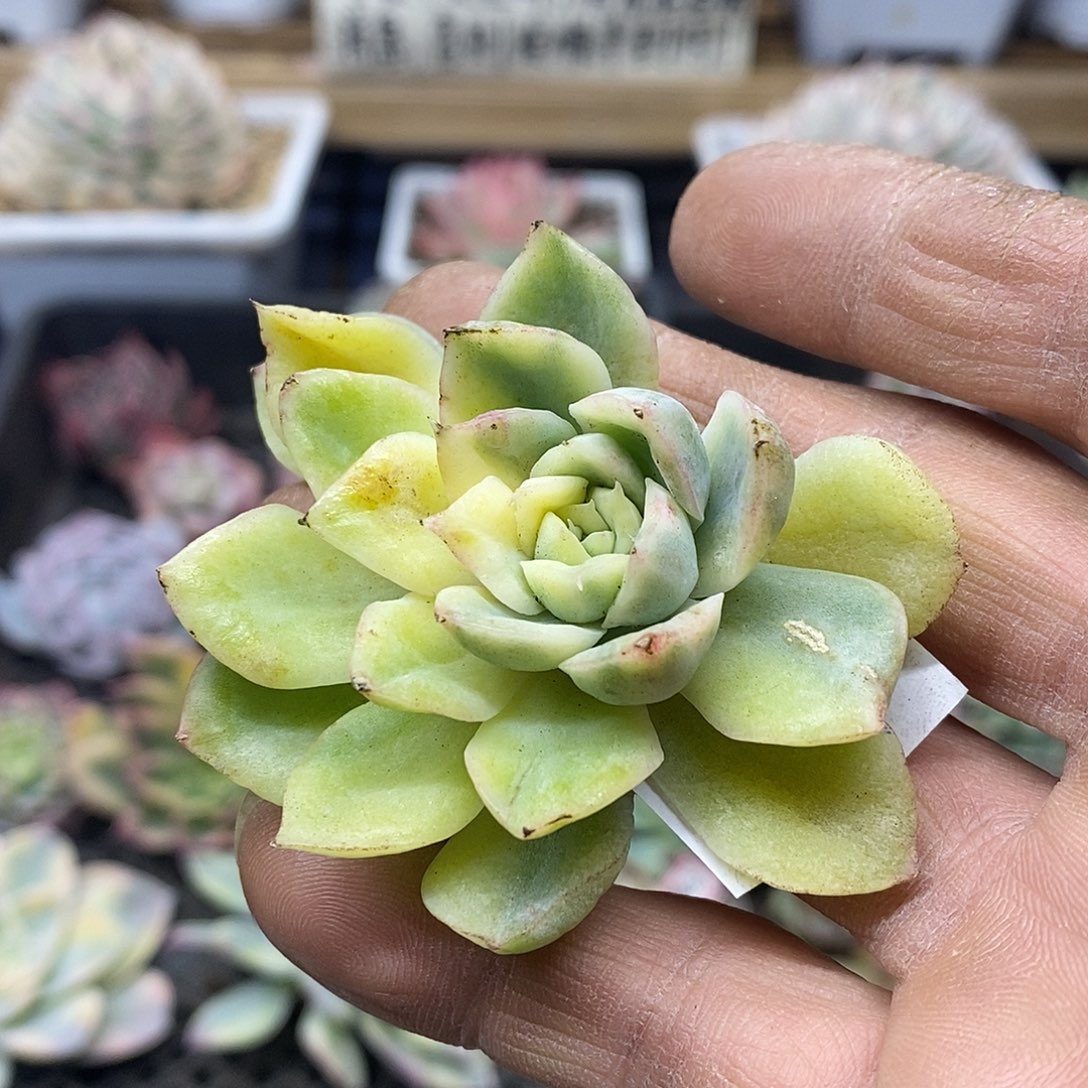 0560 不知名东云锦头盖