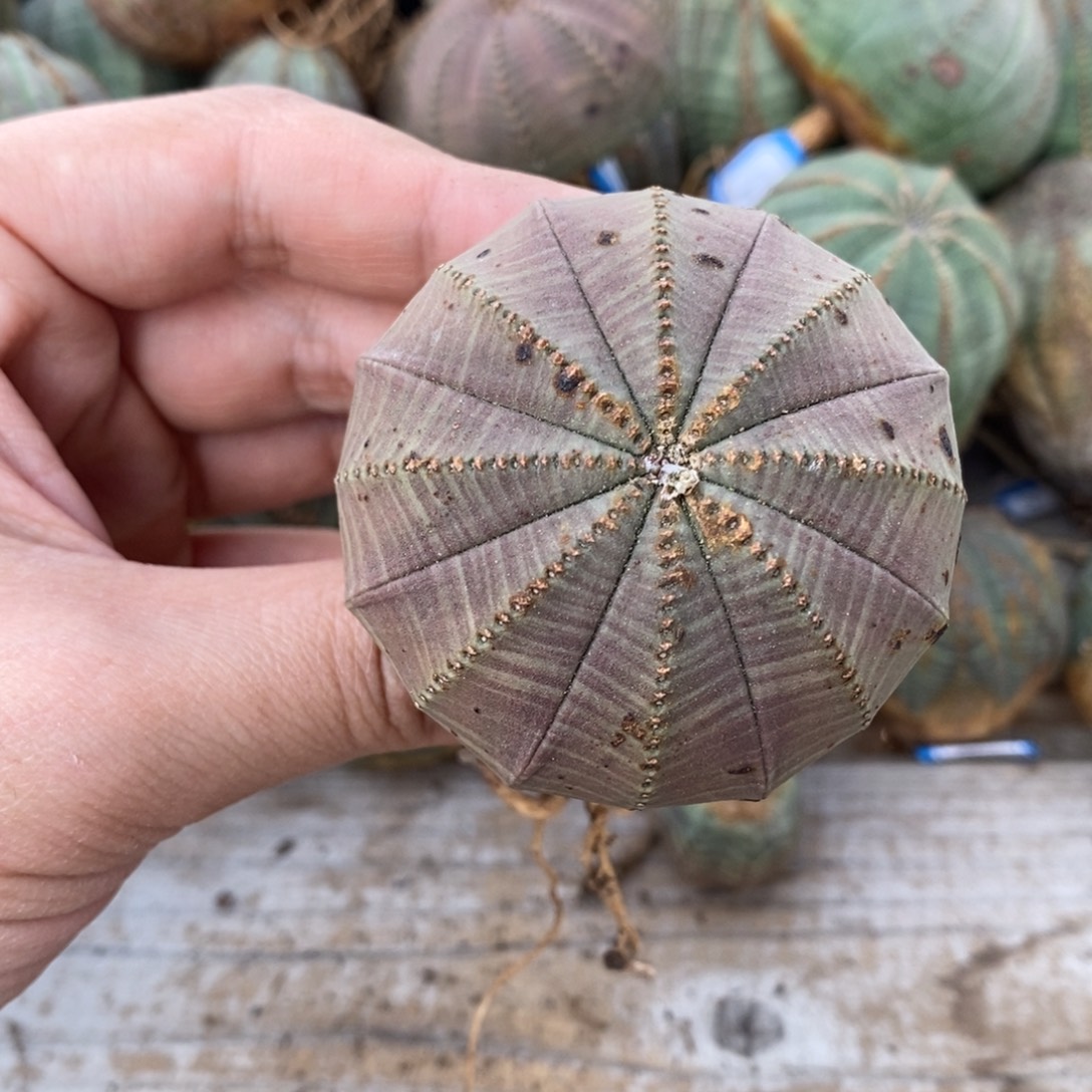 7 欧系实生布纹球多肉植物