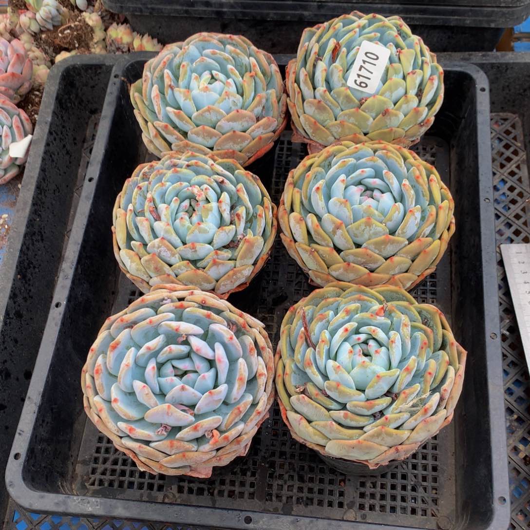 61710六个嗯嗯嗯嗯嗯好喜欢