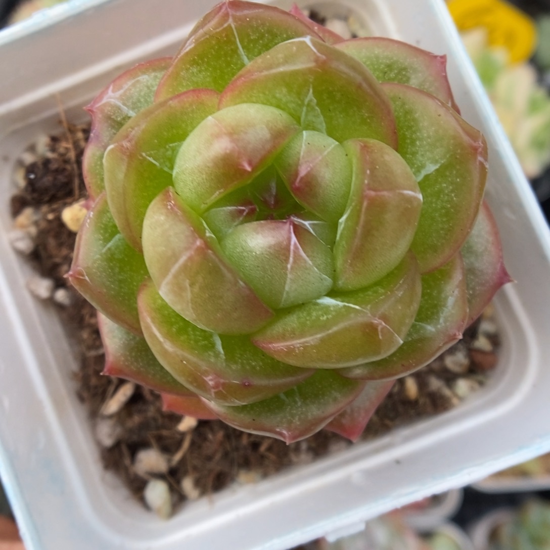 梦之蓝可拍603号。   