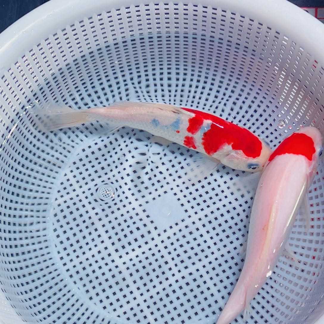 锦鲤锦鲤观赏鱼1111