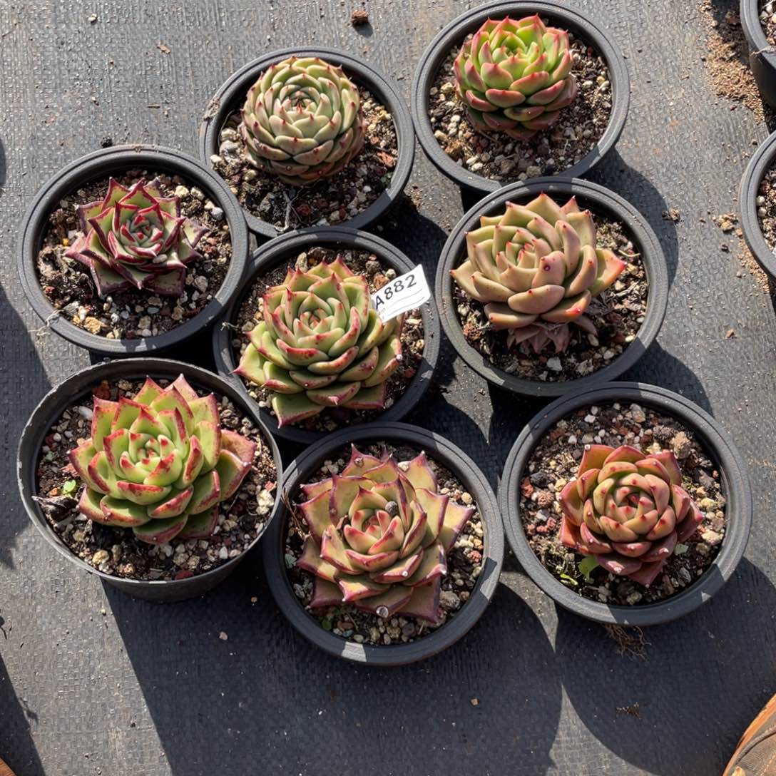 若如东云单拍A882