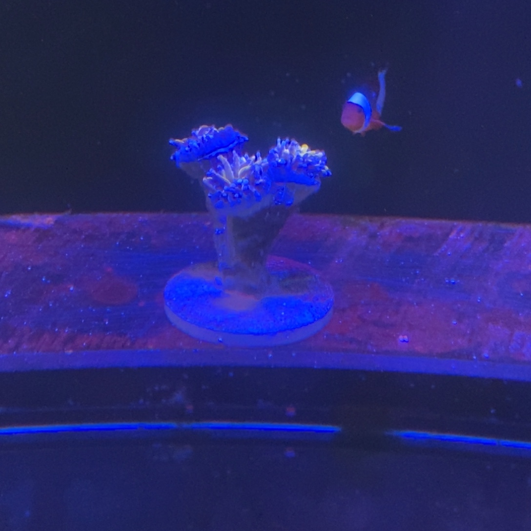 纽扣珊瑚一物一拍