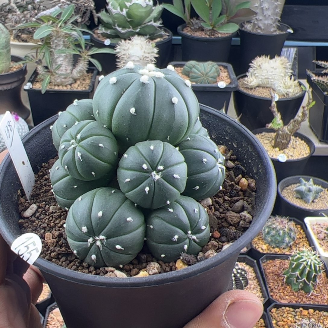 实生兜群一物一拍155