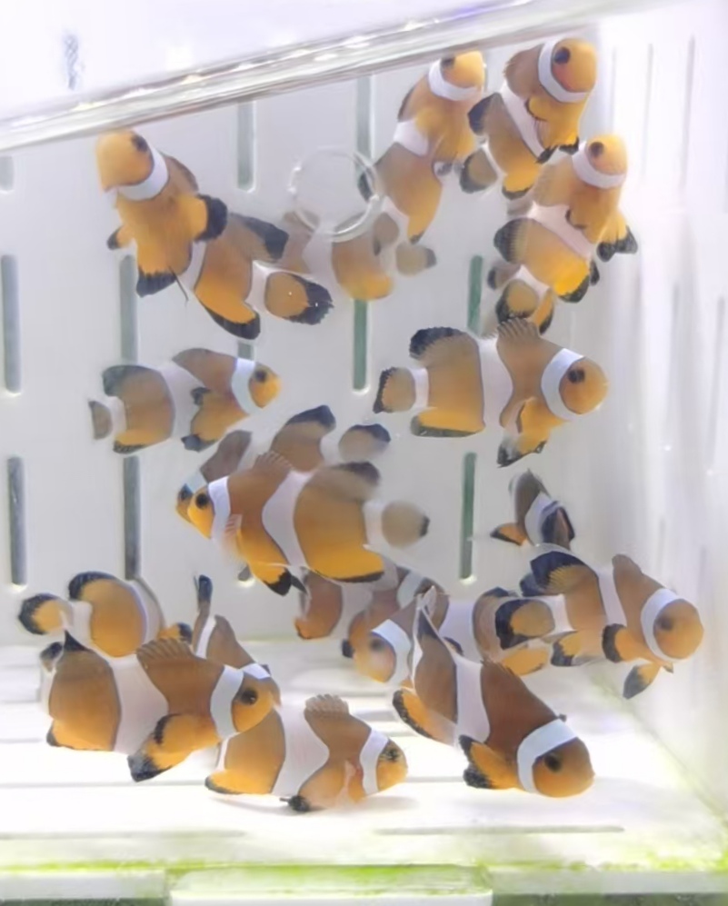 人工公子礼服小丑鱼