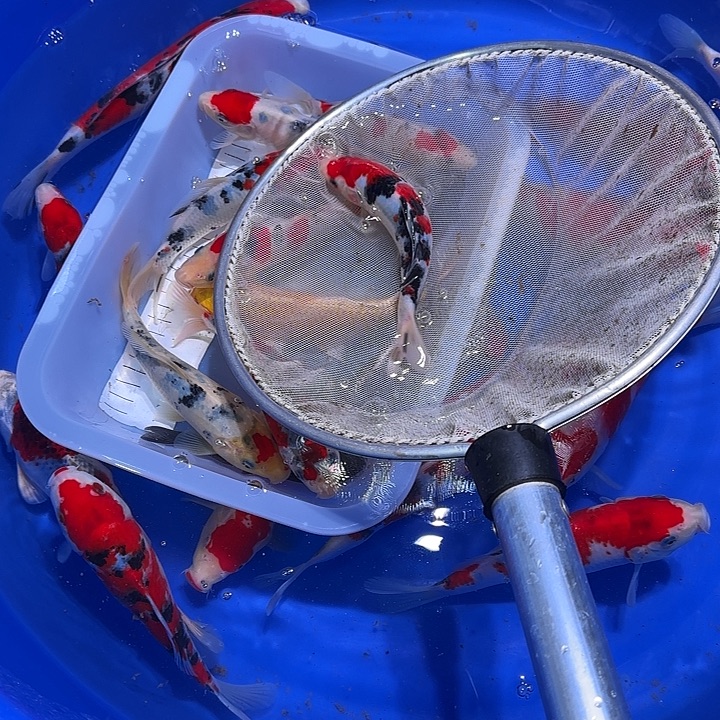 海水鱼不会发的话就不去吧