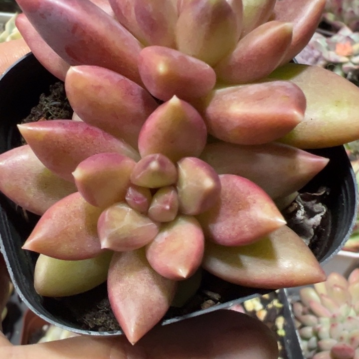 迷雾泡泡多肉植物多肉植物