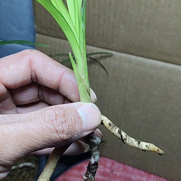无花朵绿兰转色艺中透稿