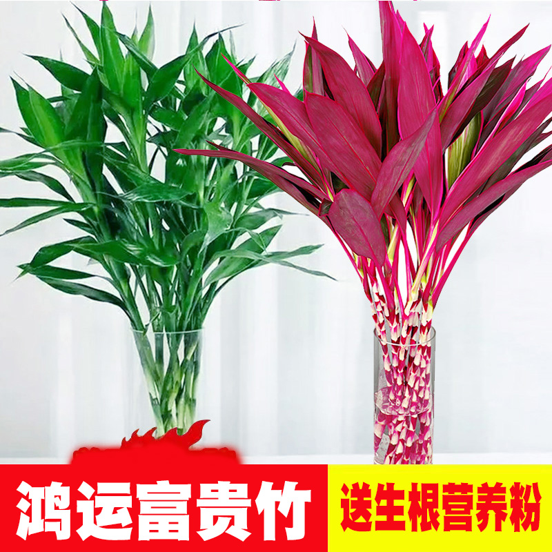 鸿运竹富贵竹水培植物客厅室内竹子水养四季节节高绿植花卉