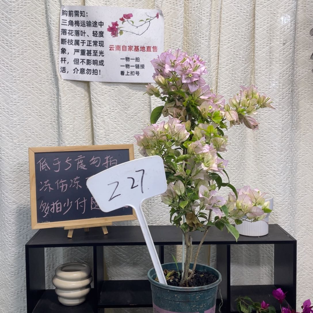 大量花朵（建议范围：8朵-15朵 或40%以上）丽娜Z27