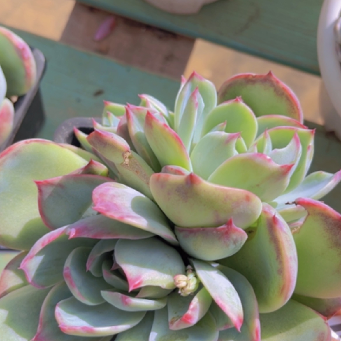 【闪购商品】惊鸿仙子08257