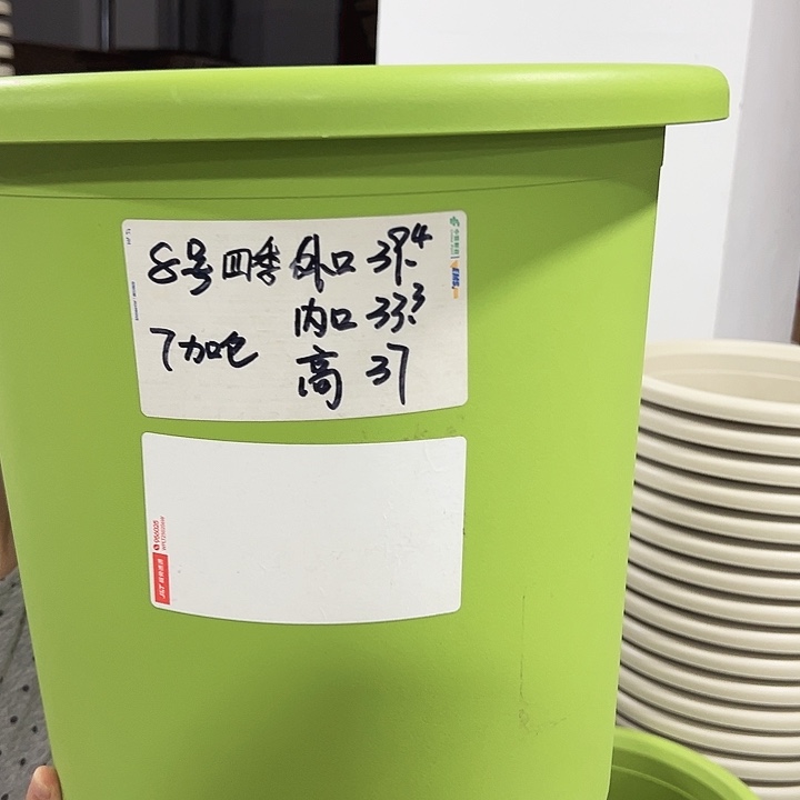 特价8号四季口39高37果绿3只无托