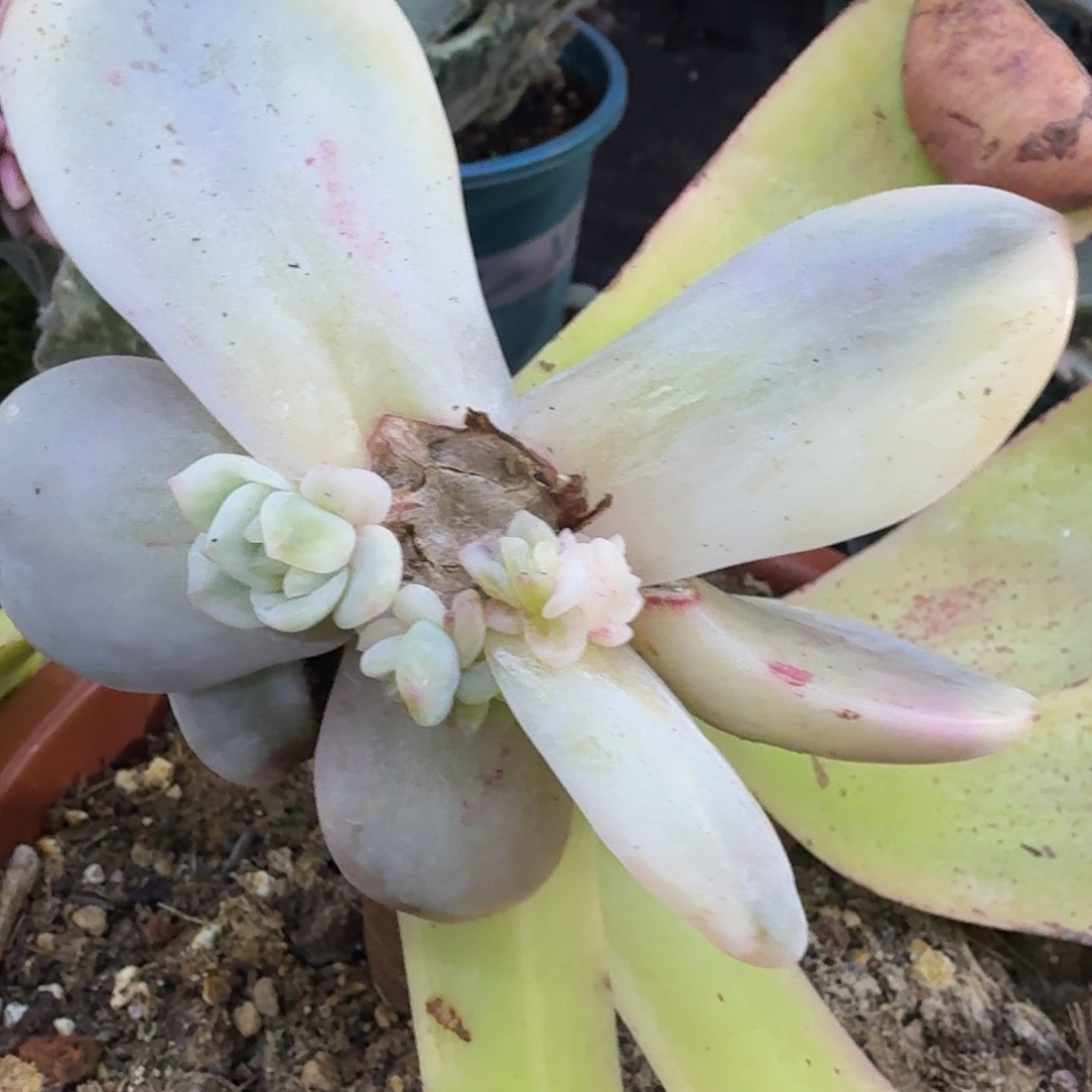 暗夜香槟锦腹轮锦底座