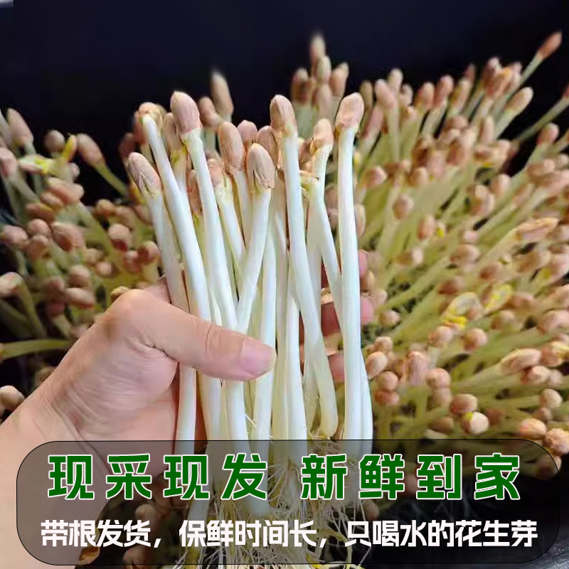 新鲜花生芽现采花生豆芽苗菜新鲜蔬菜酒店饭店商用火锅食材特菜