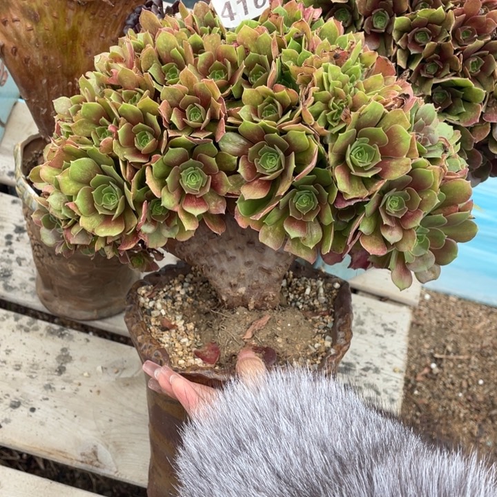 多肉葡萄的做法和功效等进行