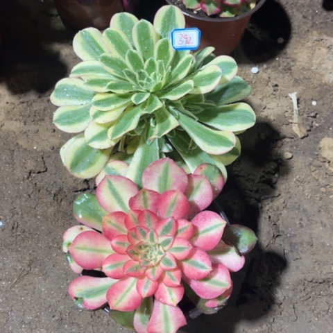 蓝****h392多肉植物组合不包邮