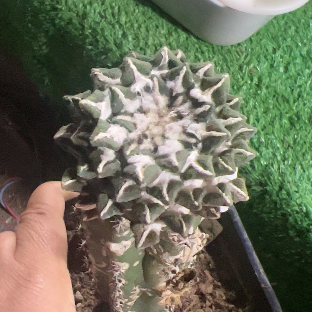 象足黑牡丹仙人球178