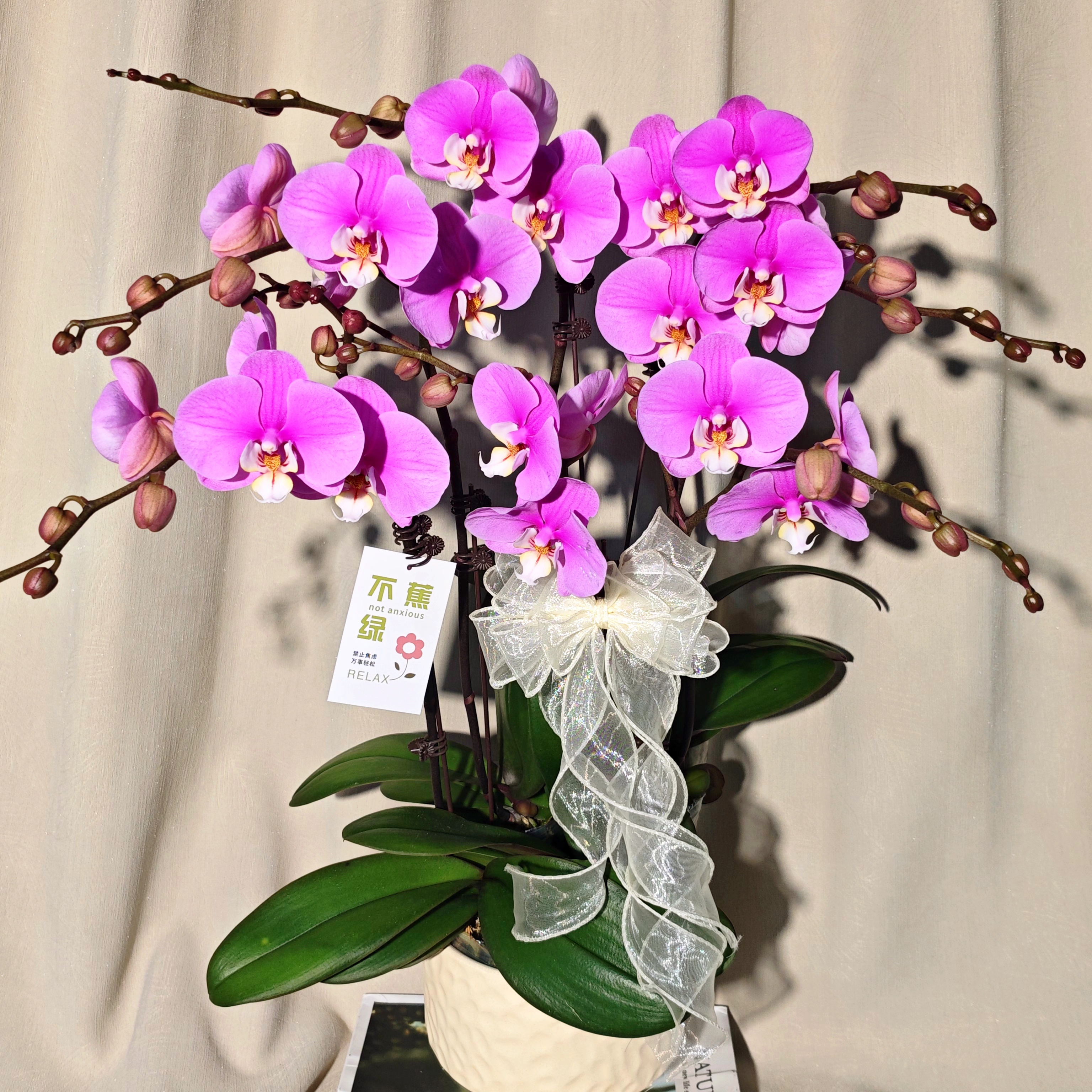 [安娜]蝴蝶欧品紫色色系 好养耐养 基地直发室内花卉