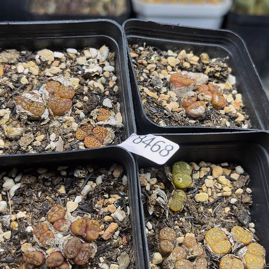 一物一拍勋章8468