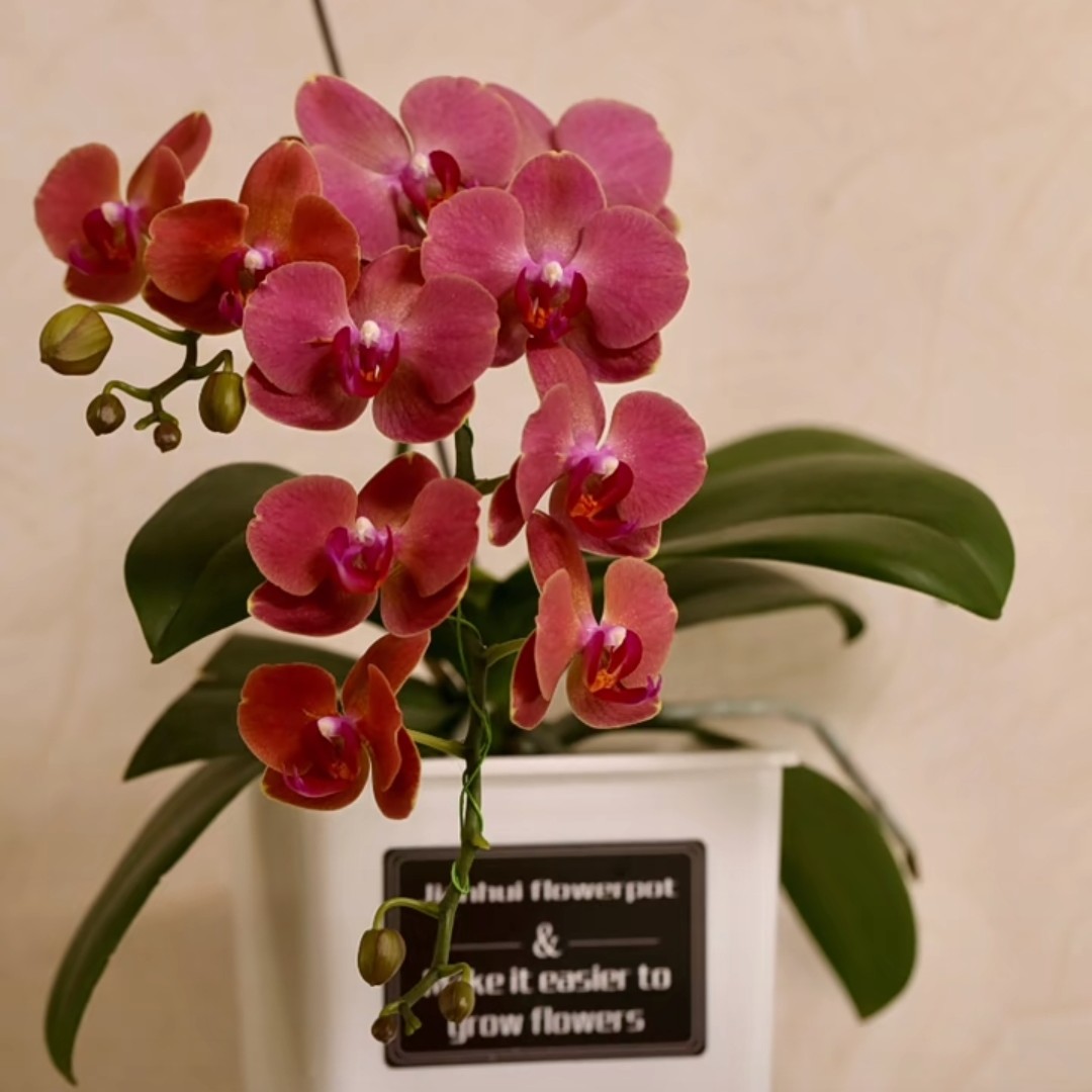 【Anthura布林迪西】   欧品蝴蝶兰基地直发