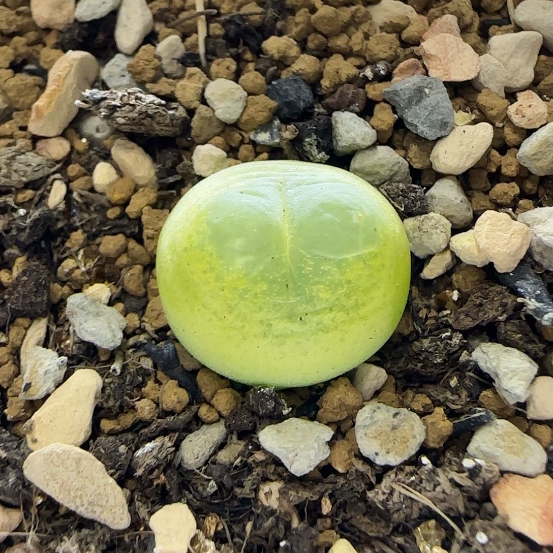 446拉登1.4厘米带盆土