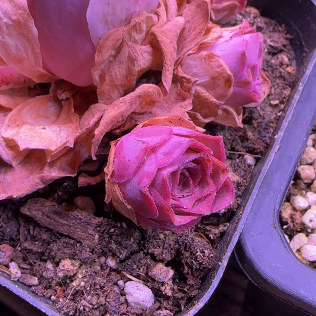 紫龙侧芽1个14242435346768383