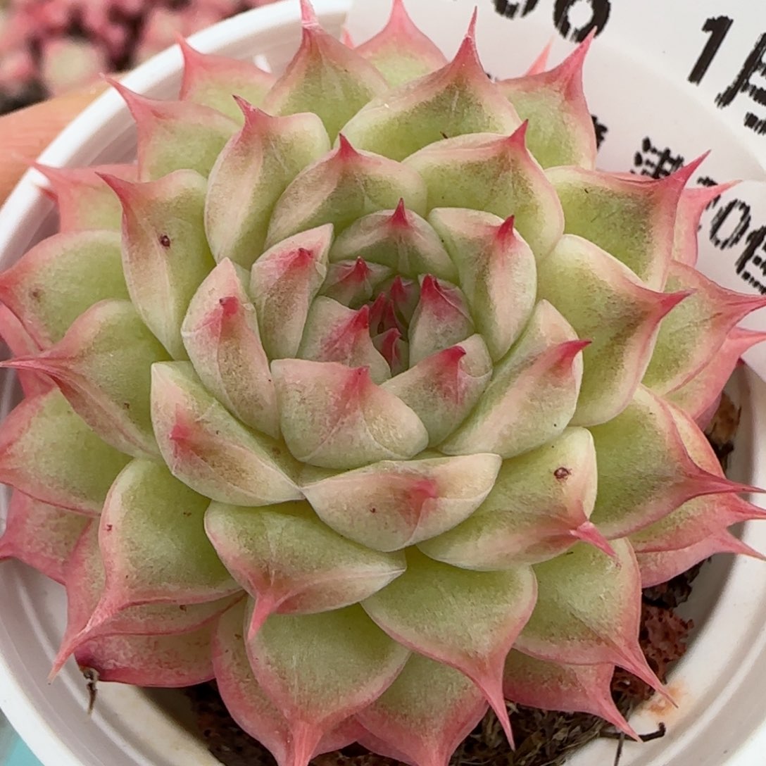 花语逸镜0128-106