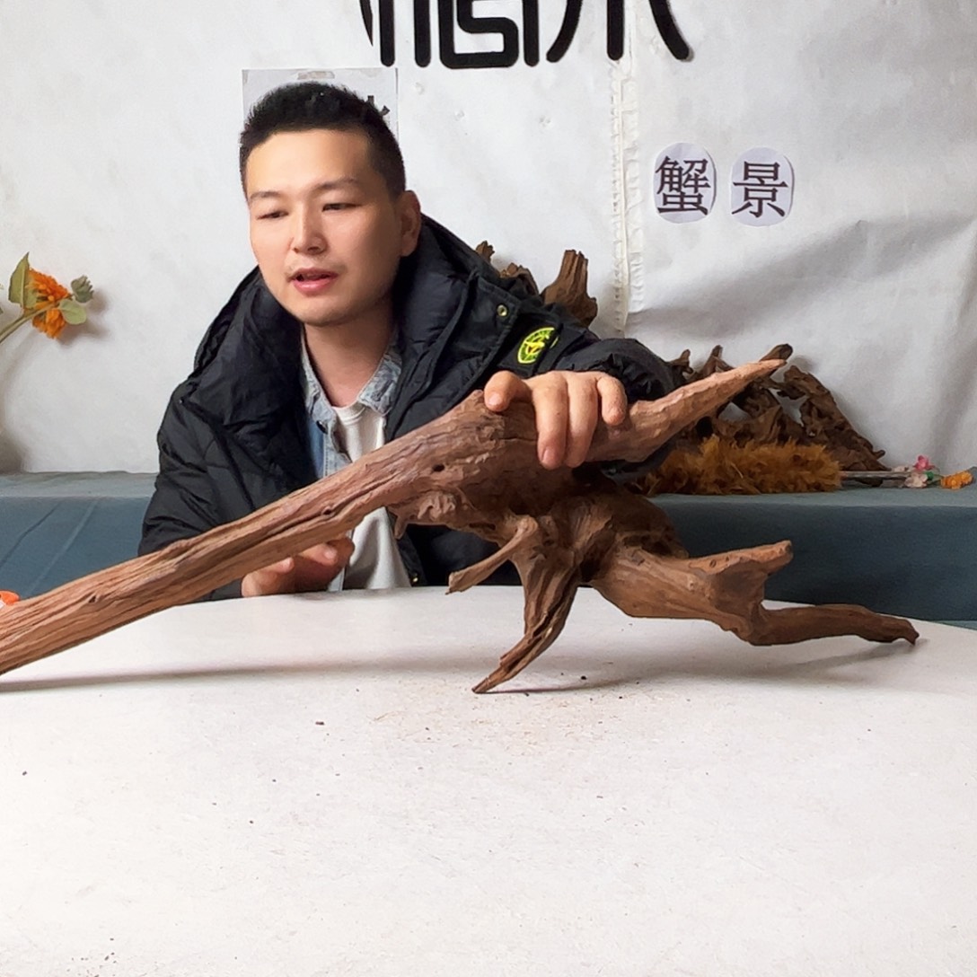 沉木造景寄居蟹造景