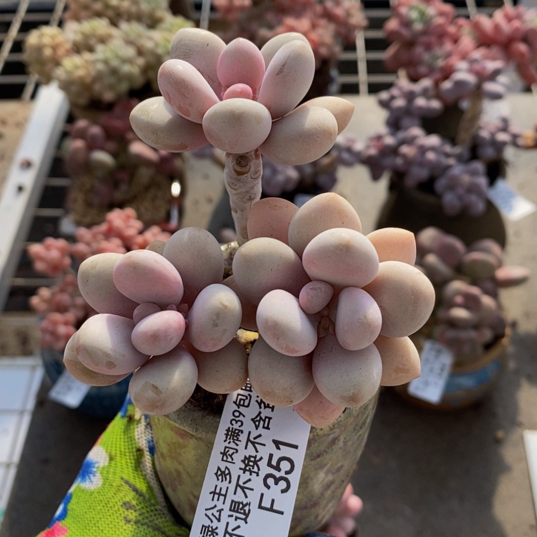 糖果桃蛋351/6c m