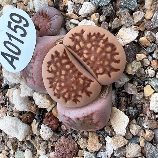 0159.菊化石11111111