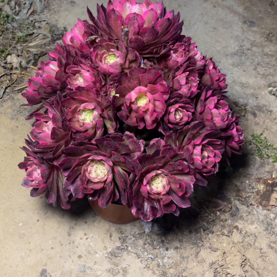 共同才咯哦咯啦啦啦