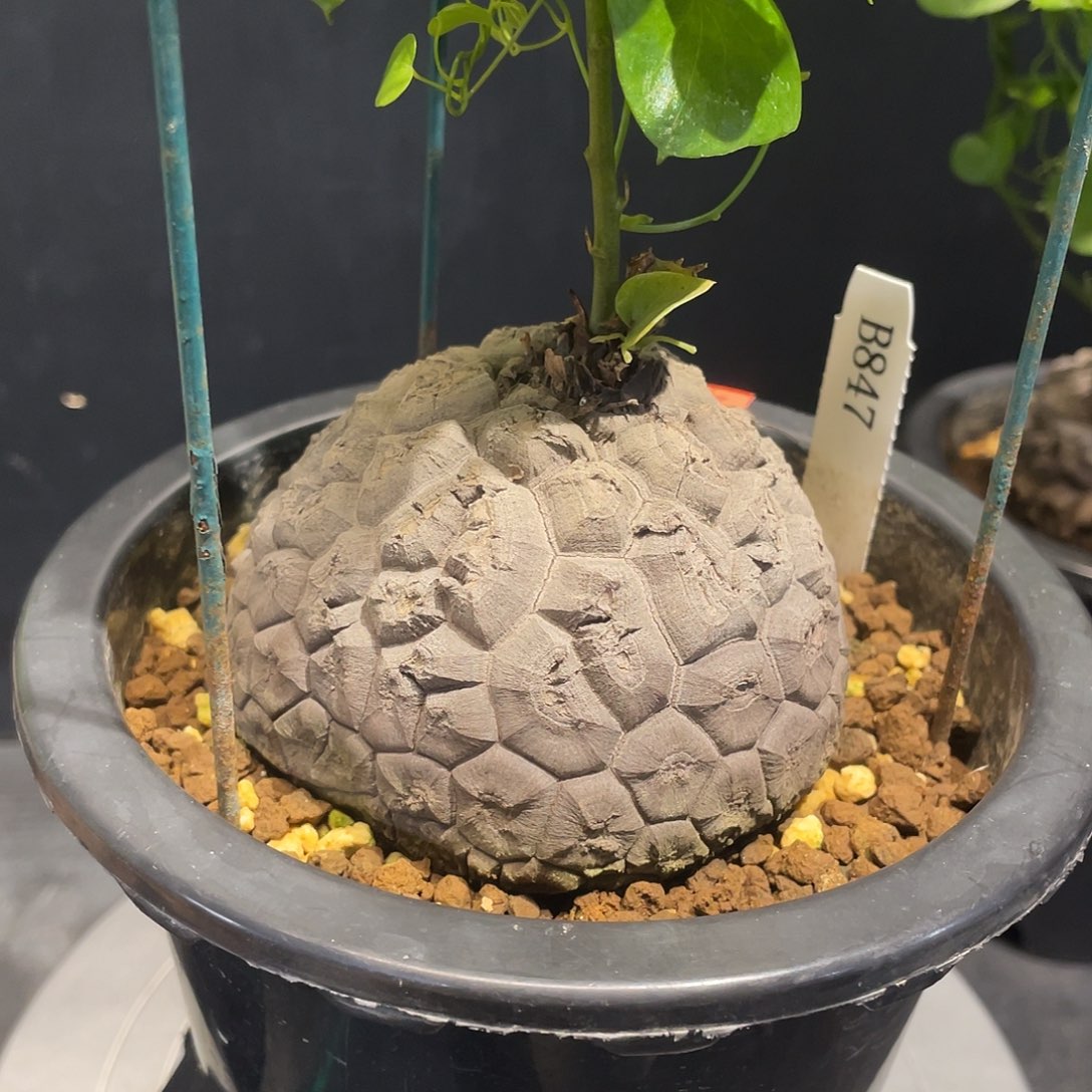 847号龟甲龙不退不换