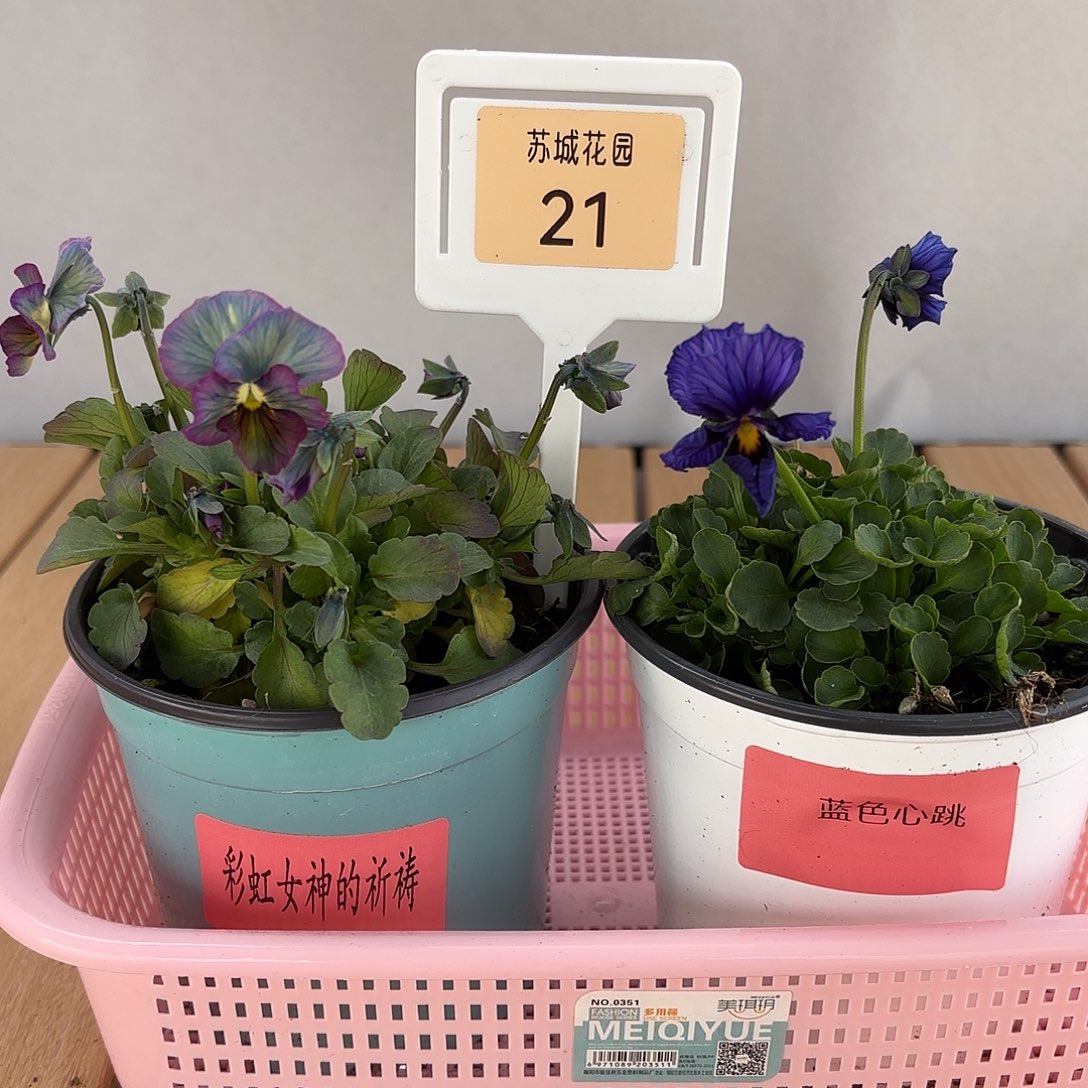 大部分开放少量花苞21