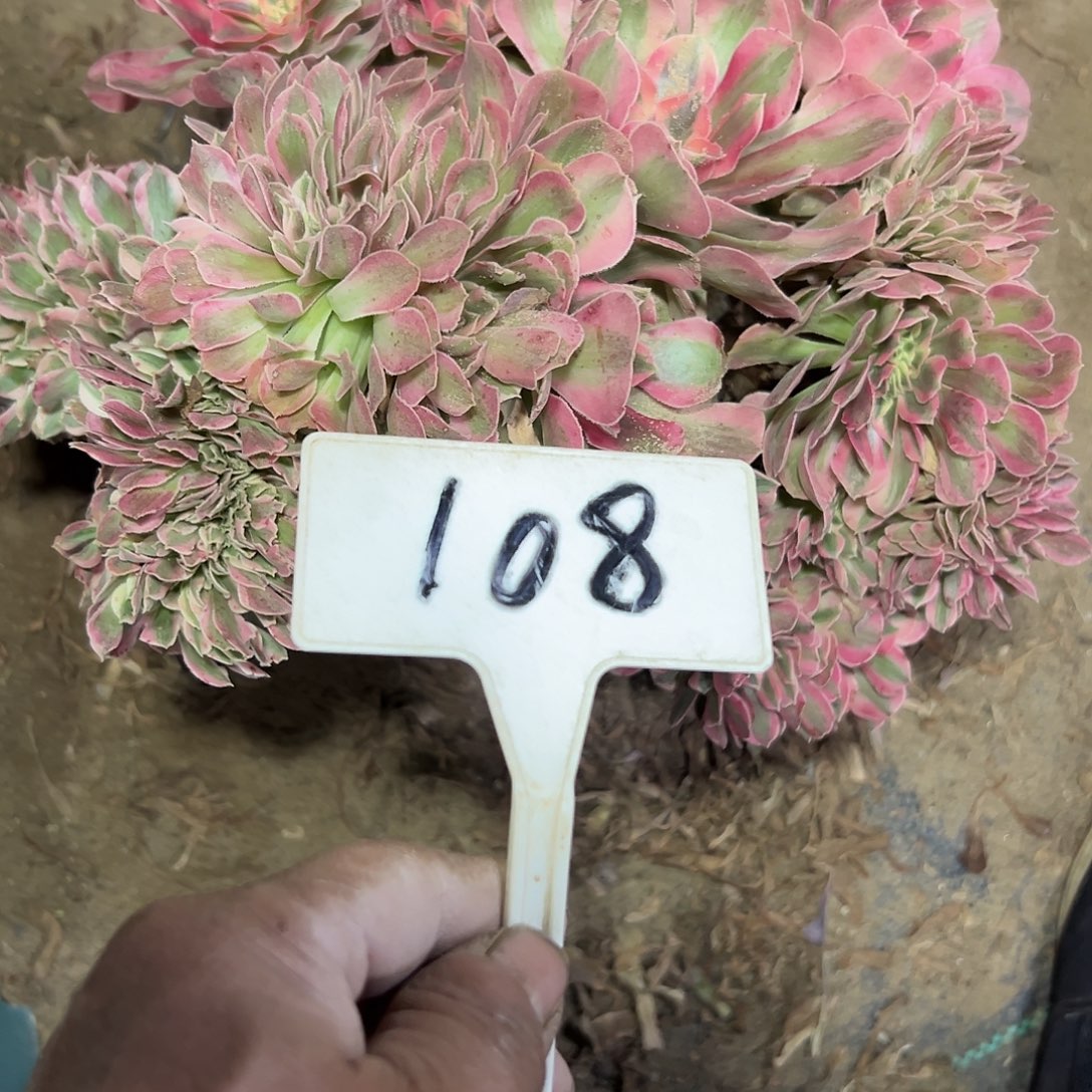 多肉植物粉女巫缀花108