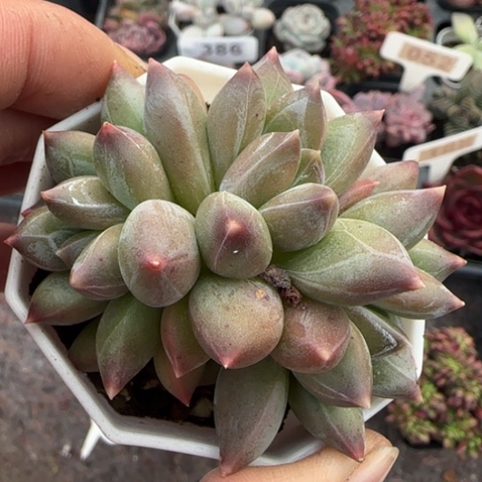 43重楼肉植物多肉