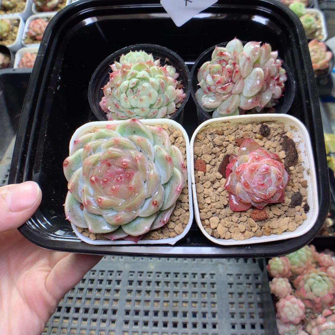 X84y y y y y y y y y y yy y