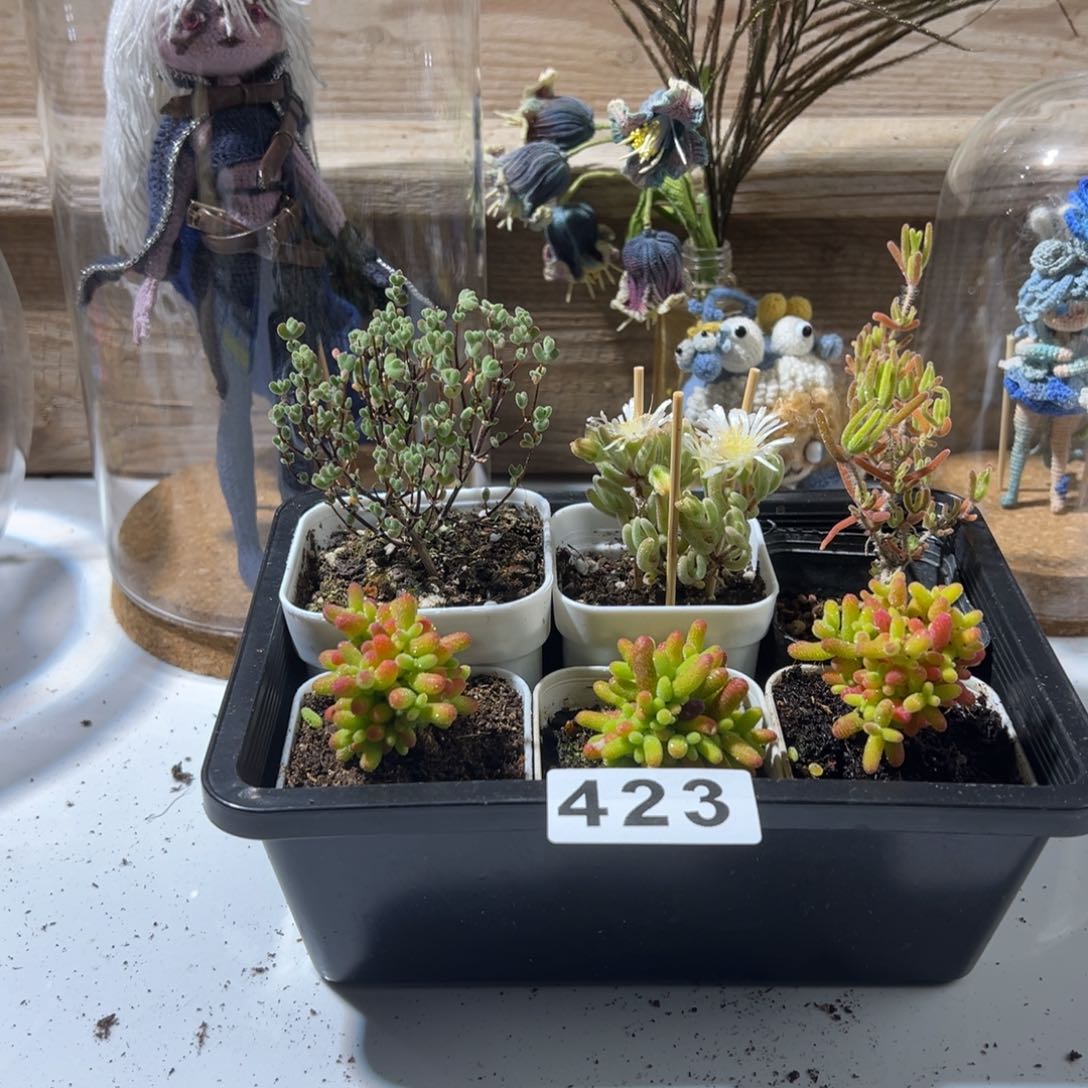 枝干番杏多肉植物423