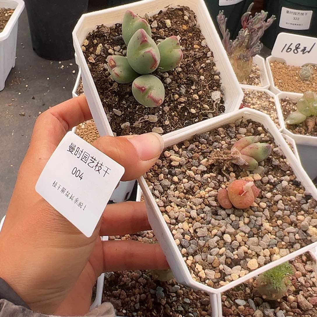 N****'4号2颗12.2多肉