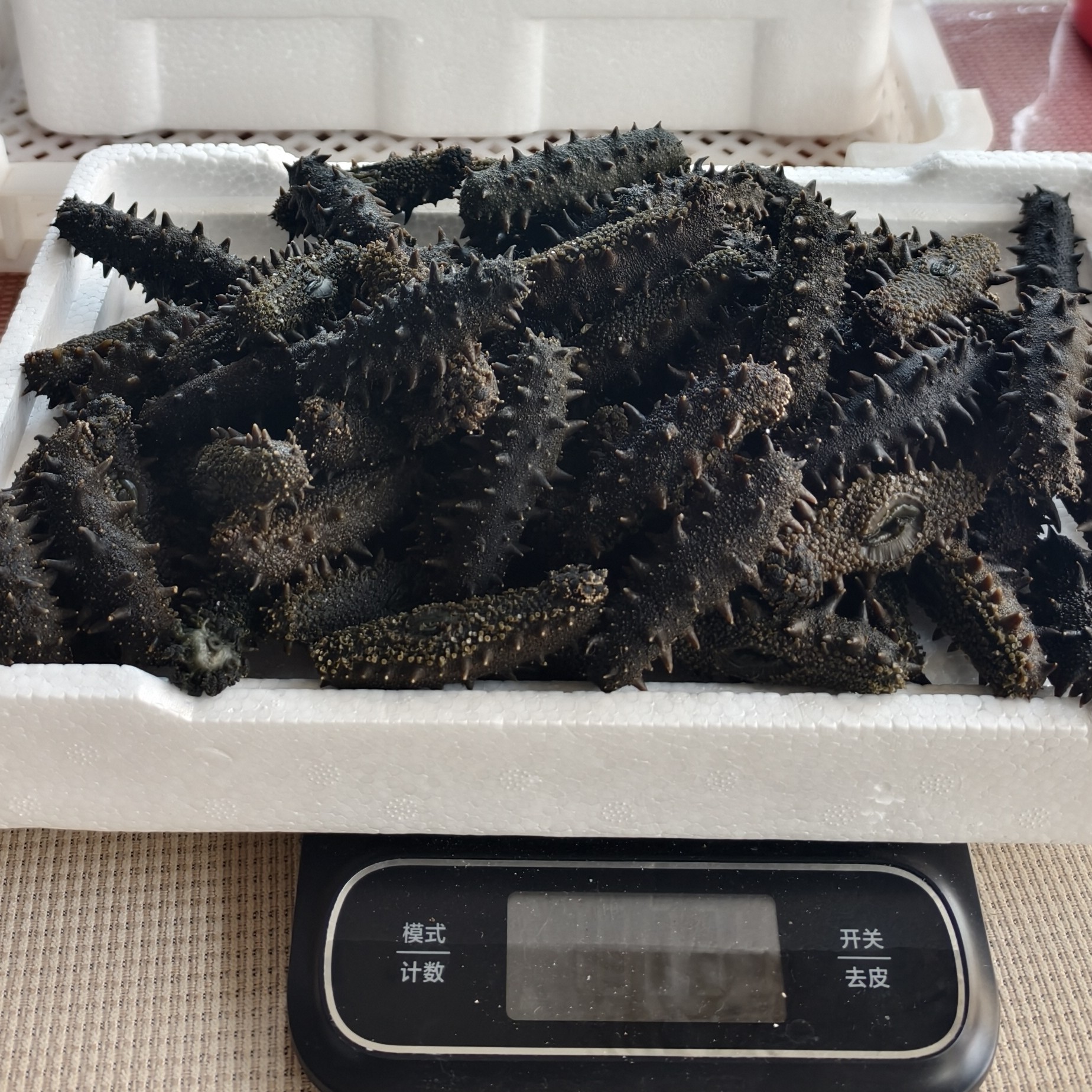 20-30头 辽刺参 大火盐渍海参/半干海参