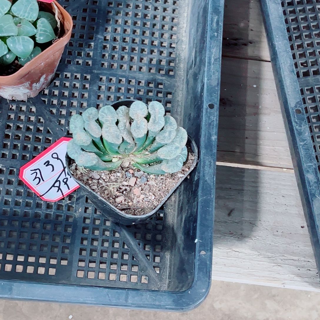 扇子玉露一勿一拍