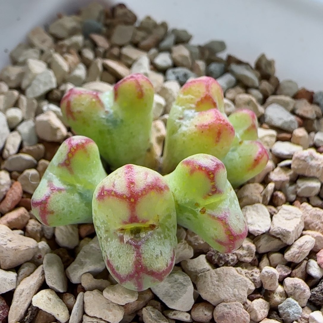 2-9-2-1当天满58包邮铅笔画杂交脱土