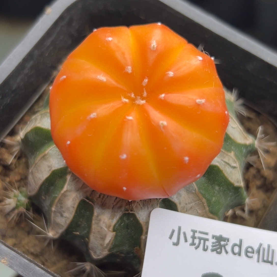 270 仙人球的比赛将于本