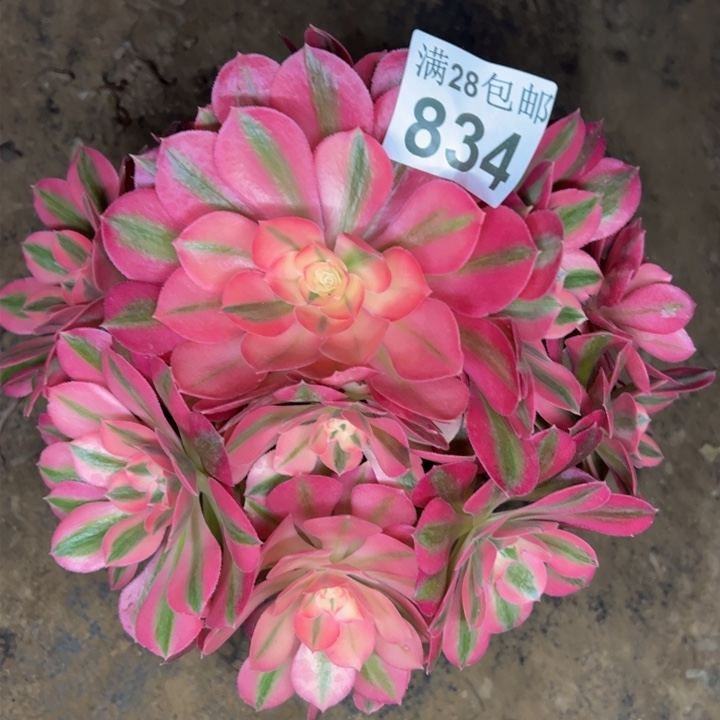 834女巫多肉植物