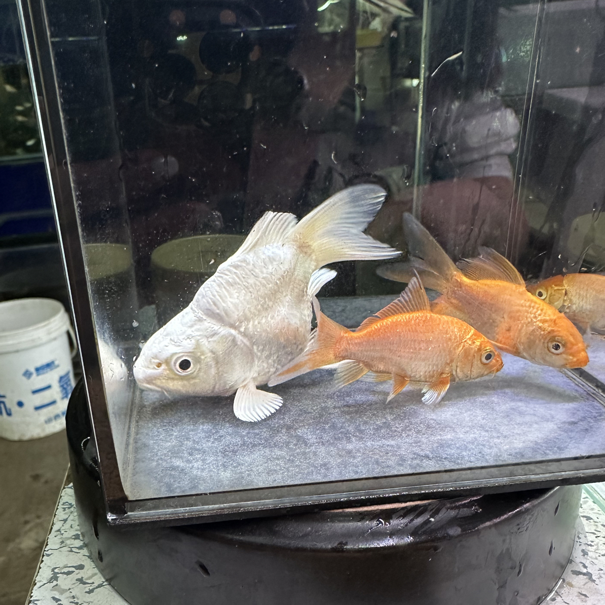 蝴蝶鲤观赏鱼活体冷水鱼好养耐活