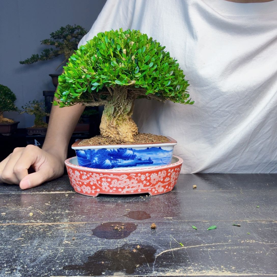 树***猴无花朵黄杨盆景一物一拍
