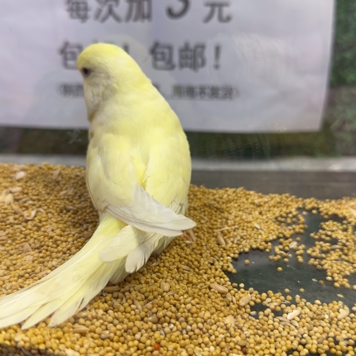 虎皮鹦鹉大头虎皮鹦鹉