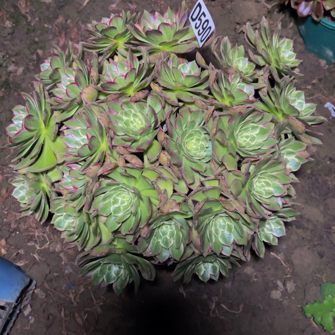 莲花法师26-/17包邮